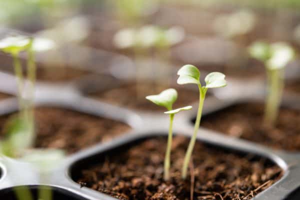 When to Start Vegetable Seeds in Garden Zone 8b