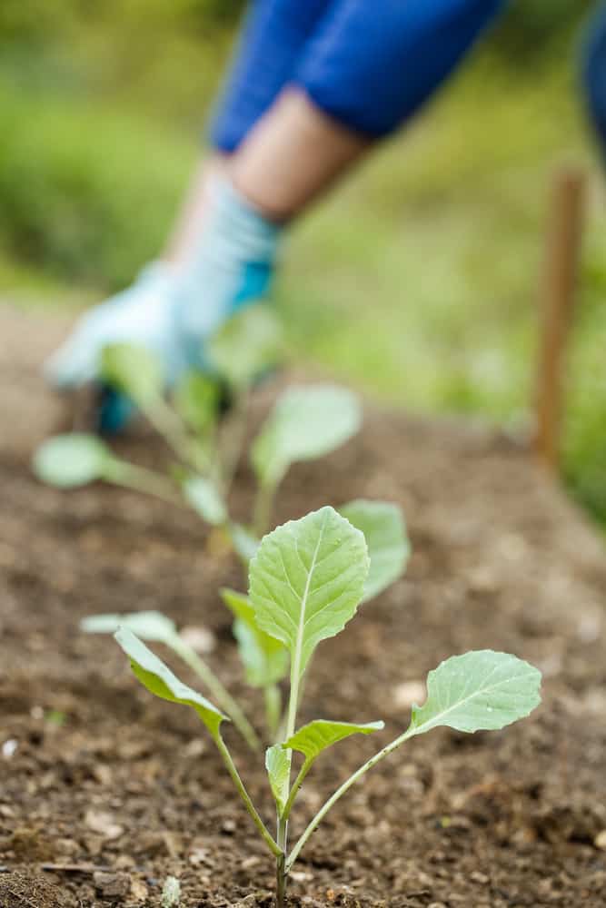 close up photo of broccoli seedlings in a vegetable garden