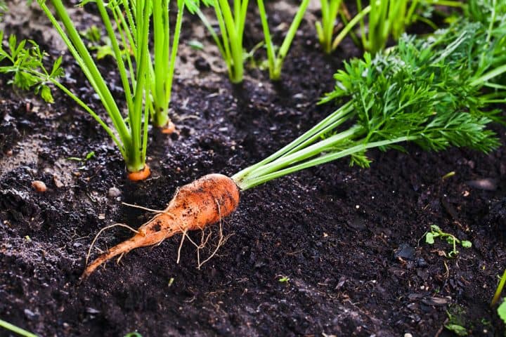 when-to-start-vegetable-seeds-in-garden-zone-8b