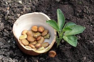 When to Start Vegetable Seeds in Garden Zone 8b
