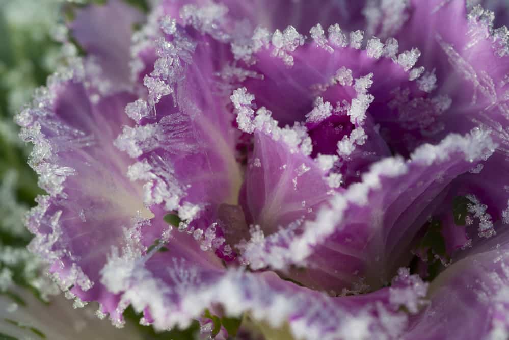 close up photo of purple cabbage with frost 