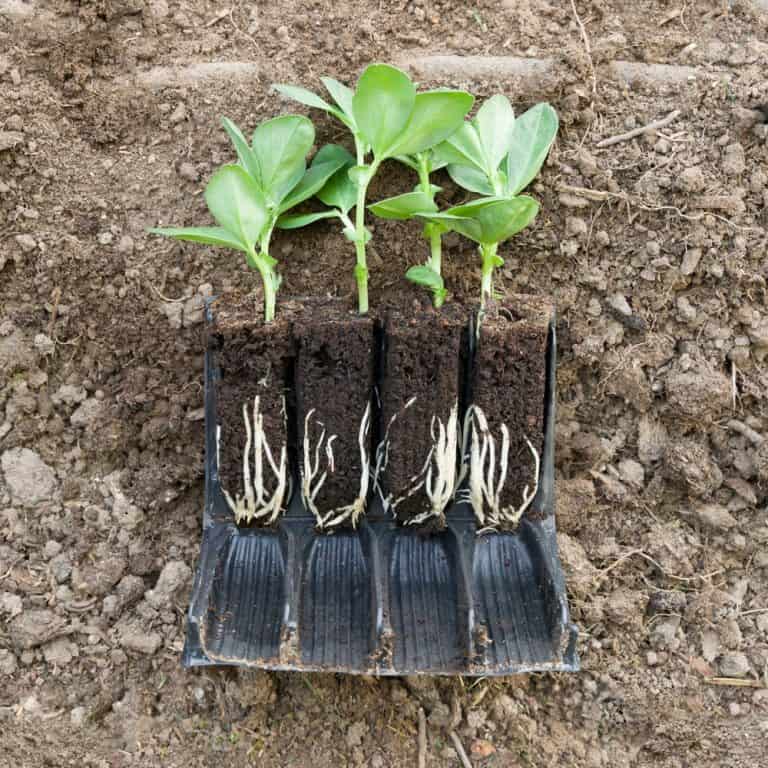 When to Start Vegetable Seeds in Garden Zone 8b