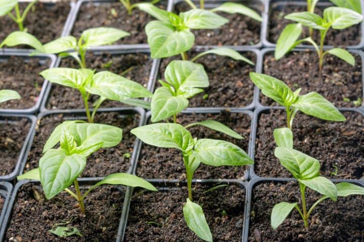 When to Start Vegetable Seeds in Garden Zone 8b