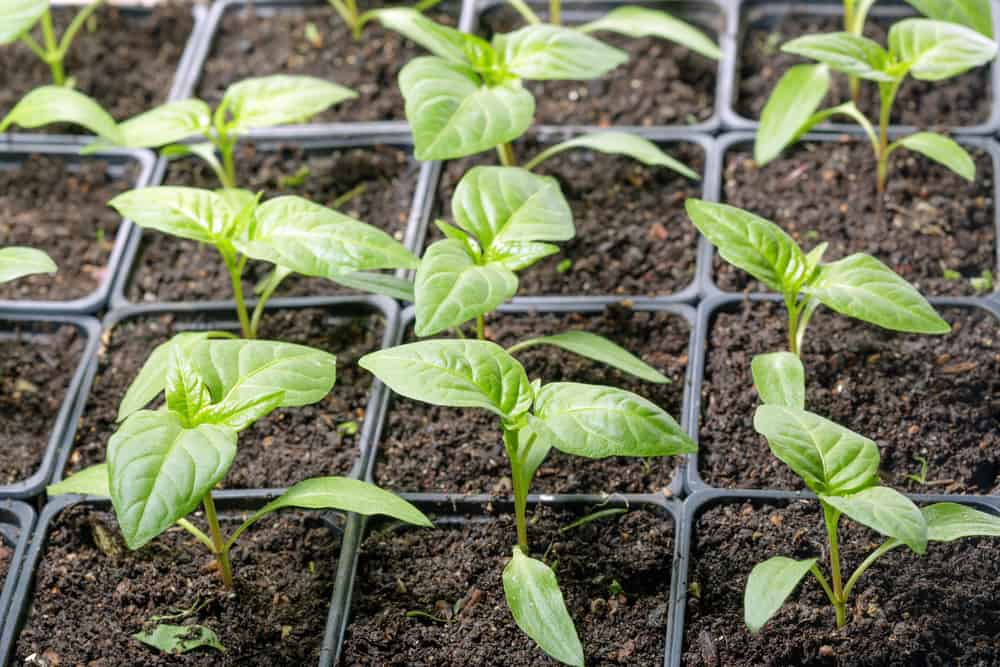 close up photo of pepper seedlings in 4x4 pots