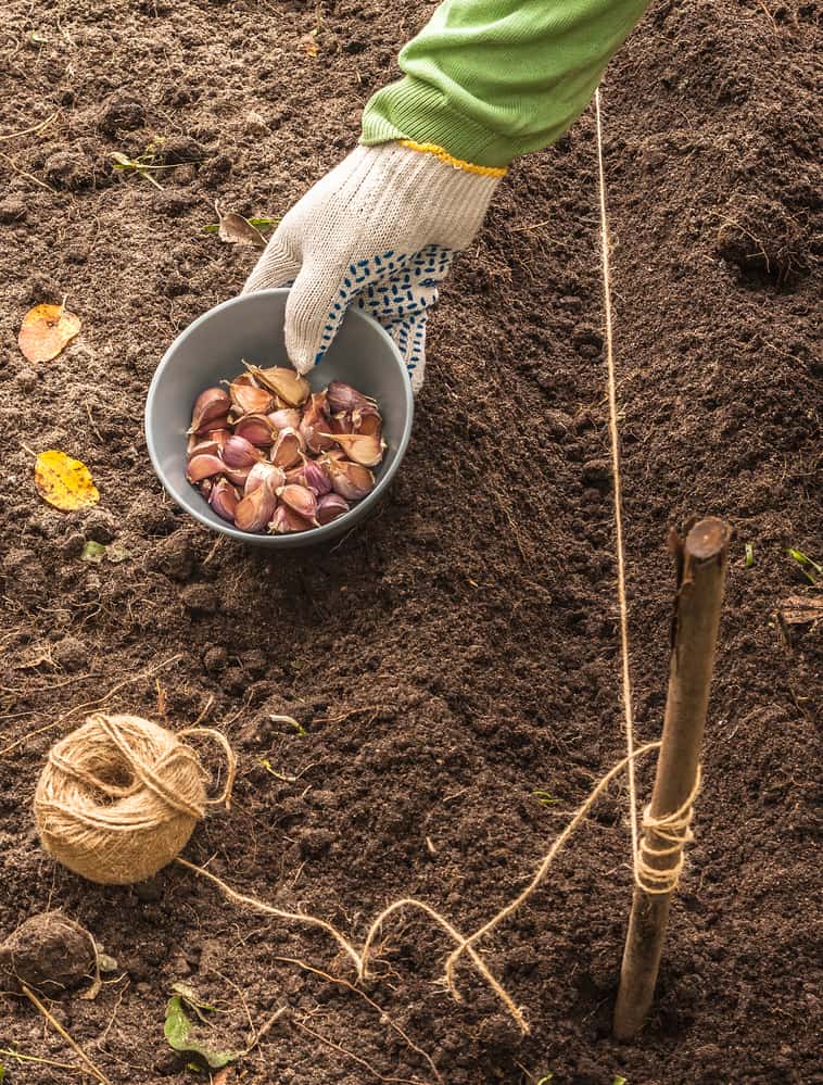 a bowl of garlic seed being held by a gloved hand in the garden near a row tied with string