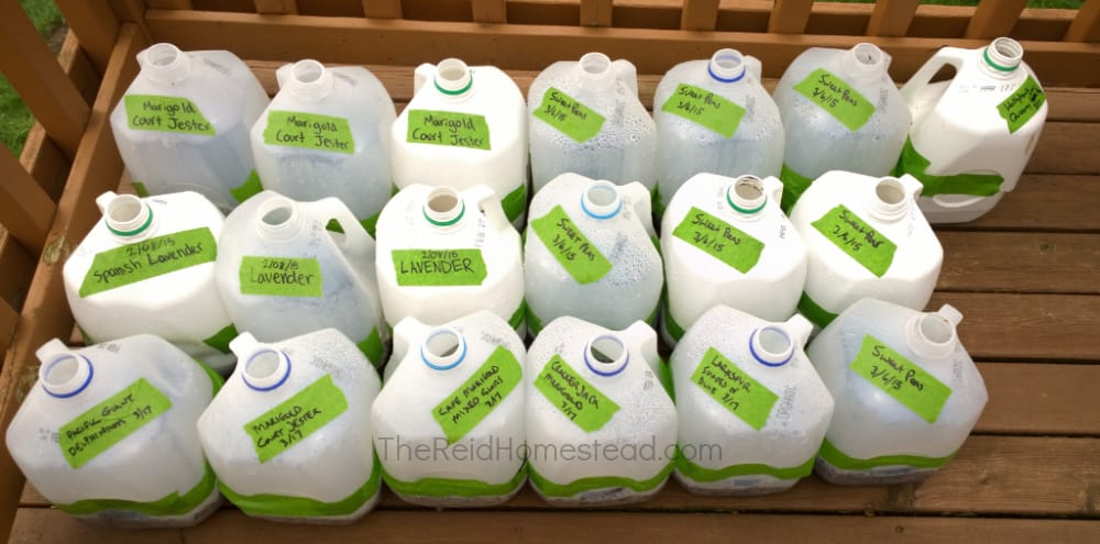 photo of 19 milk jugs that have been winter sown and labeled