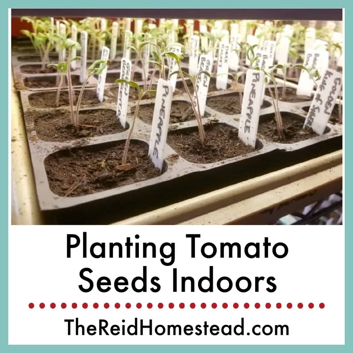 photo of tomato seedlings in a plant tray with text overlay Planting Tomato Seeds Indoors