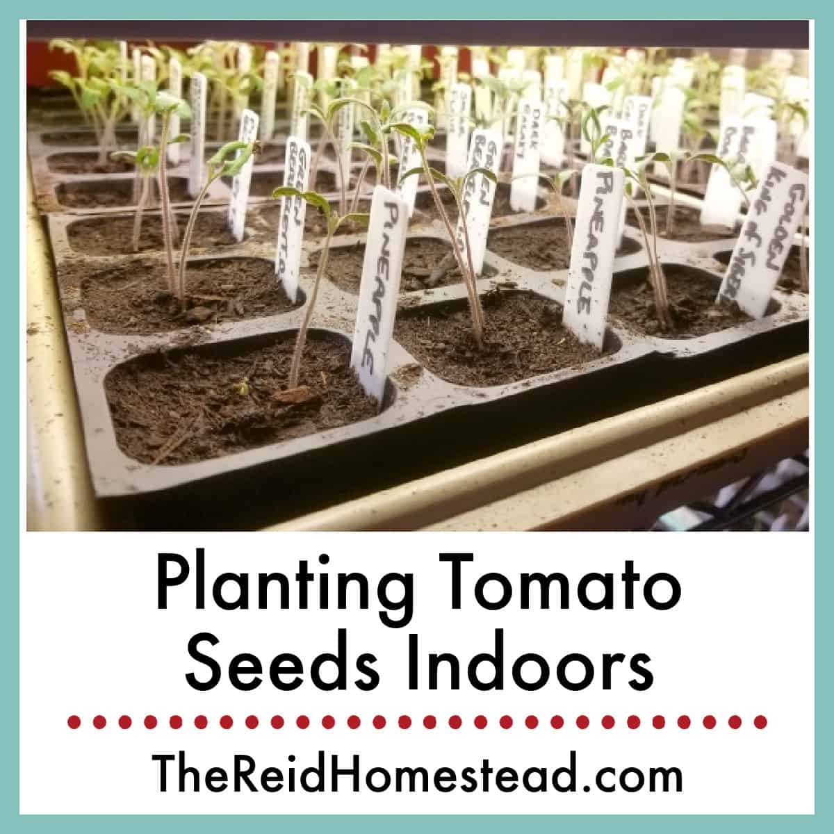 Seed Starting 101: Planting Tomato Seeds Indoors