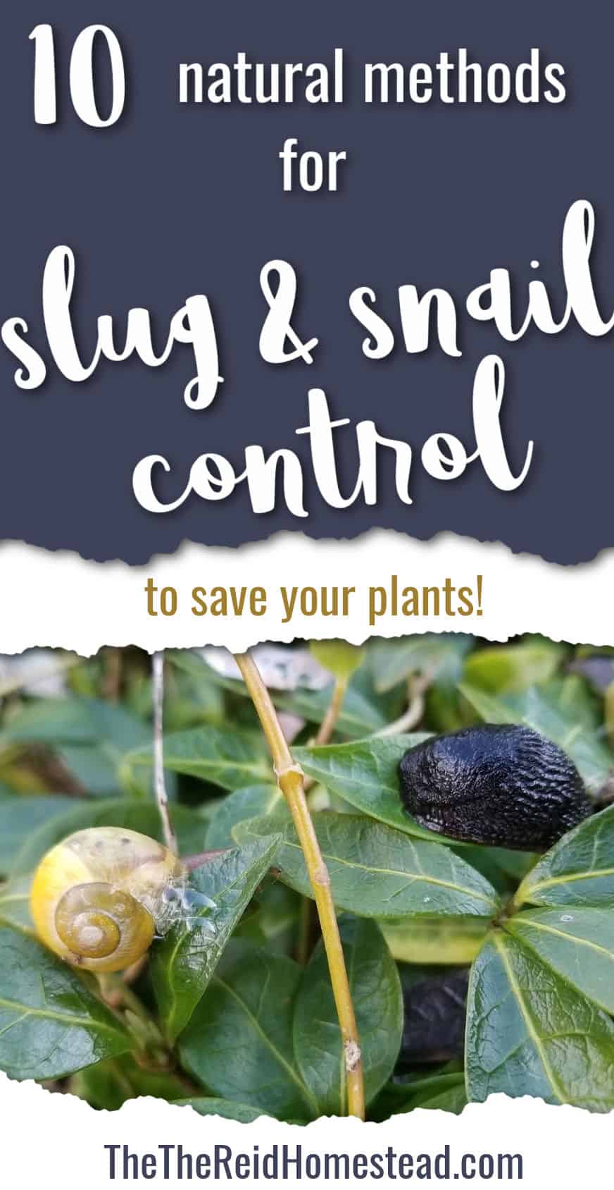 photo of a snail and slug on a vinca plant with text overlay 10 natural methods for Slug and Snail Control