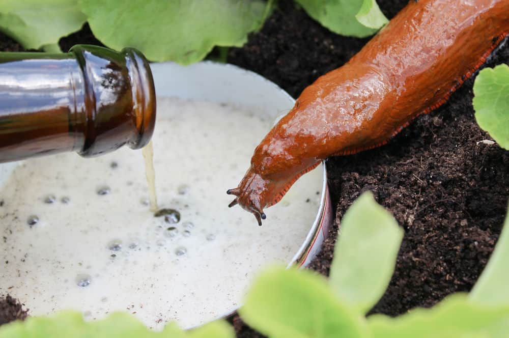 a beer trap with a slug climbing into it