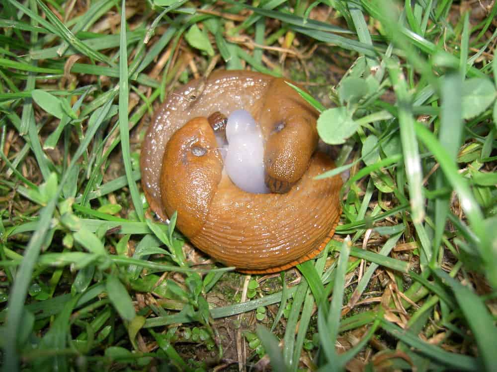 two slugs mating in the grass