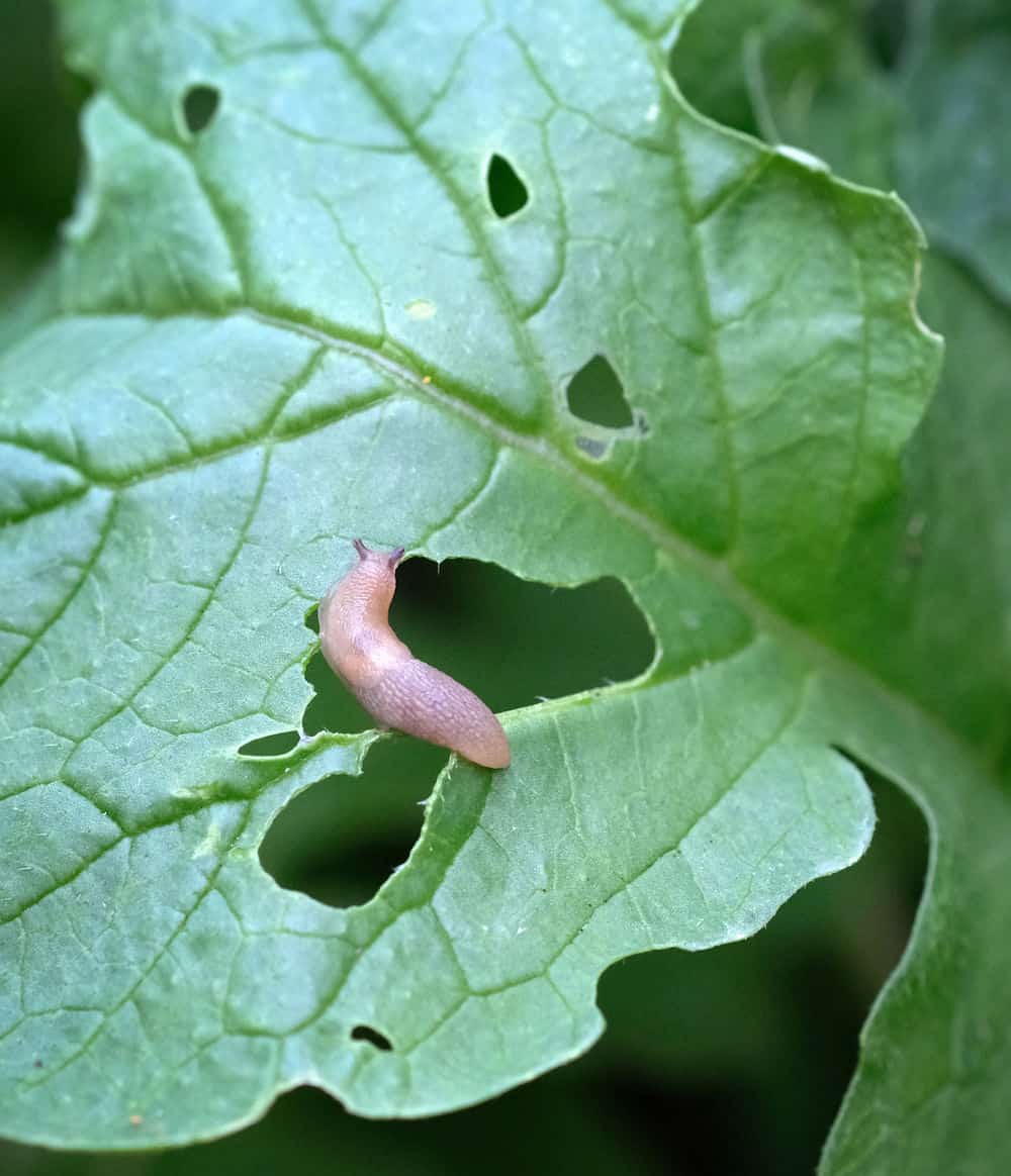a plant being eaten by a slug showing holes that slug damage causes
