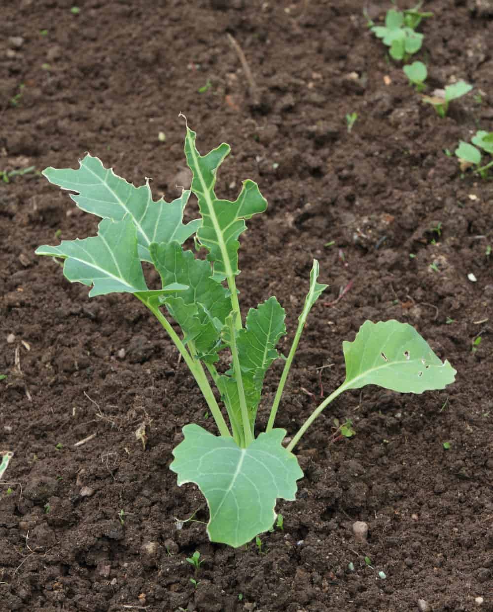 a broccoli seedling with slug damage