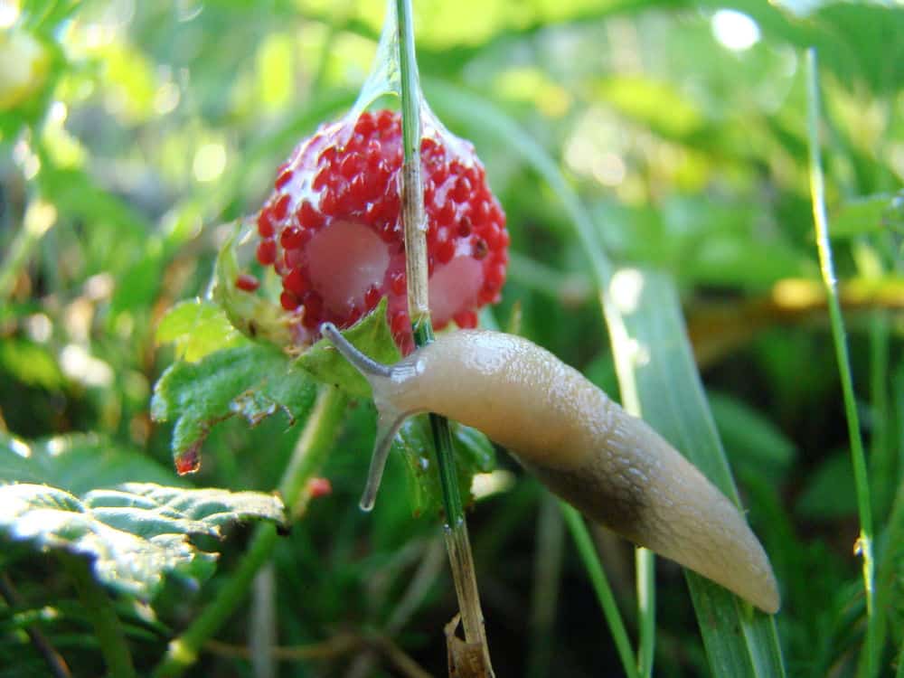 slug eating holes on a strawberry plant