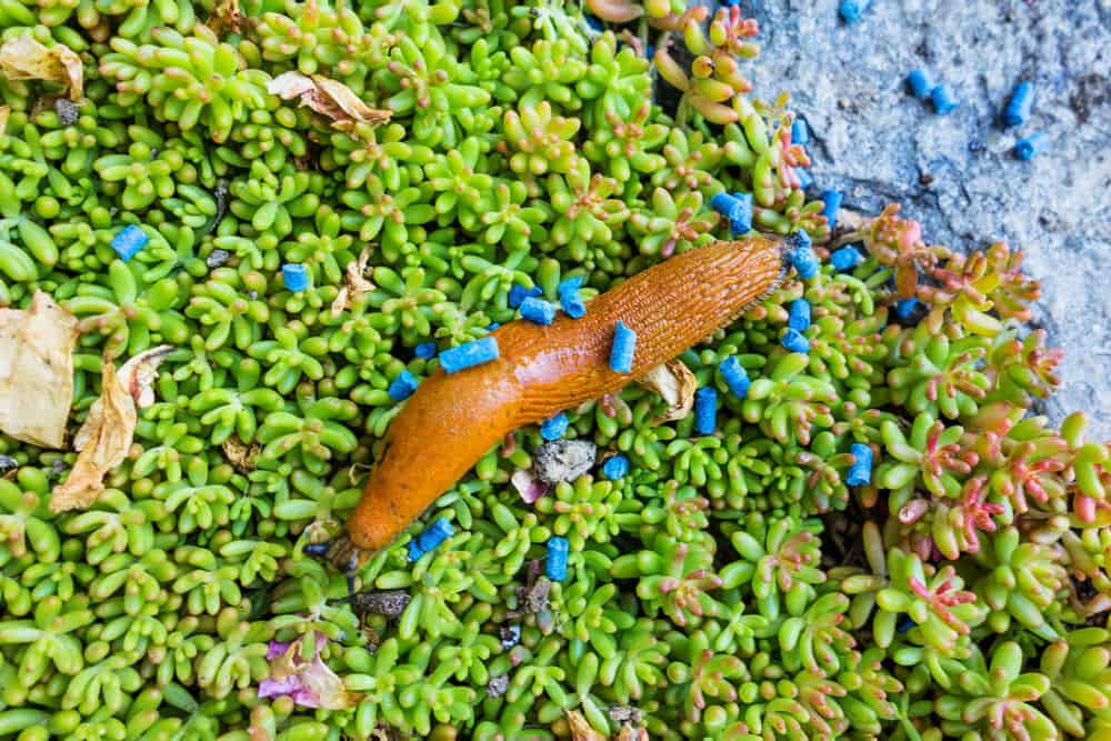 slug climbing on sedum with slug bait sprinkled around it