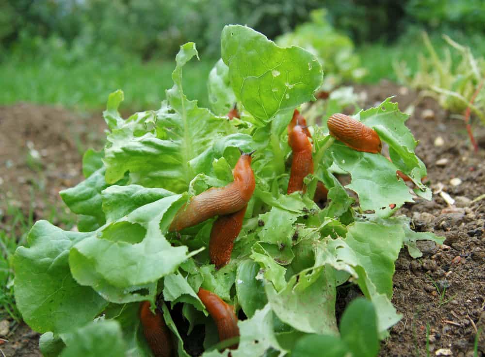 slugs eating a lettuce plant
