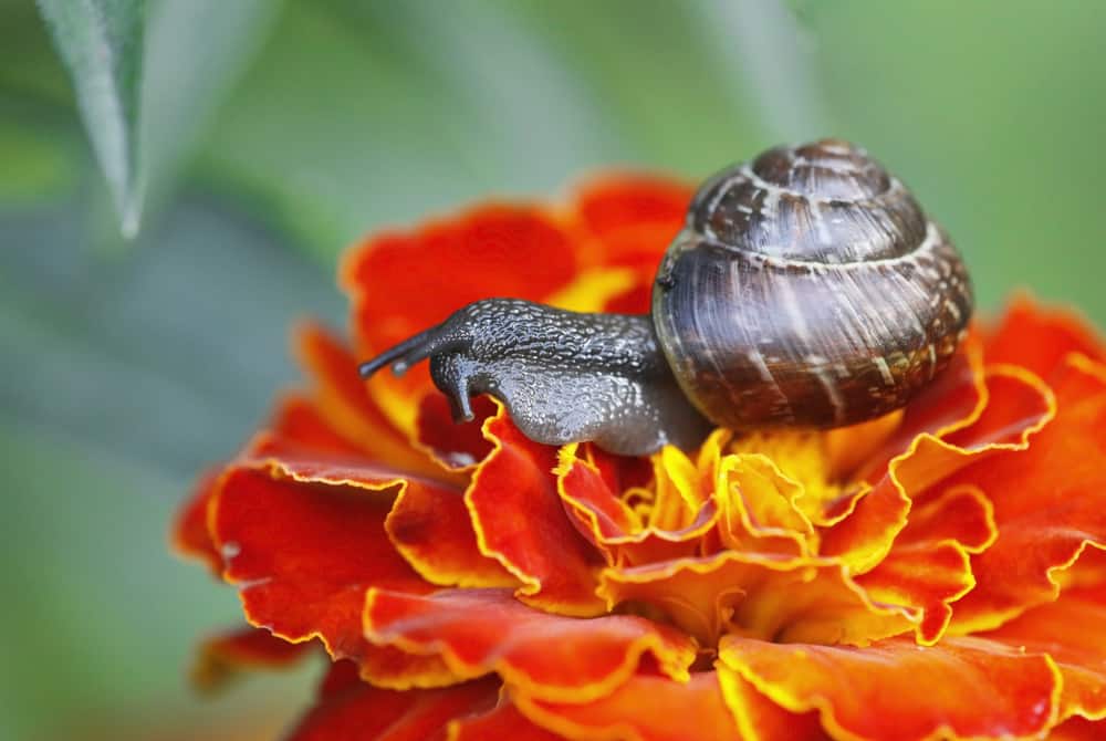 a snail eating a marigold flower