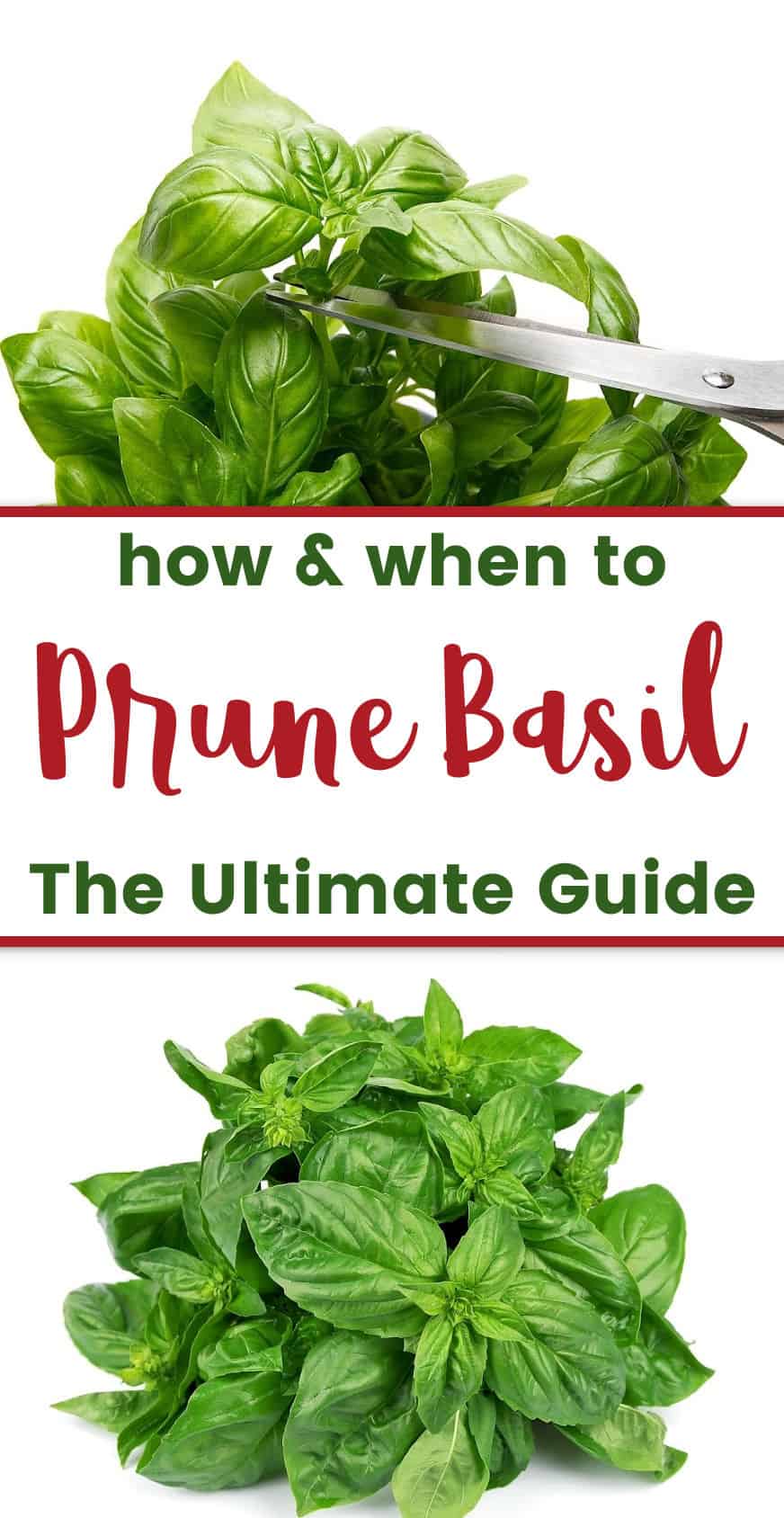 photo of basil plant being pruned with scissors with text overlay How & When to Prune Basil - the Ultimate Guide