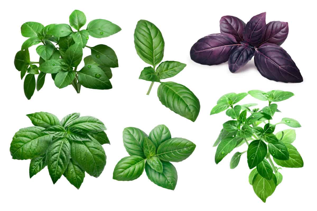 photo showing leaves from 6 different basil varieties