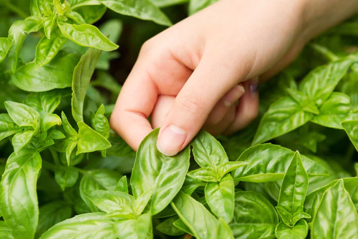 a womens hand pinching a large basil leaf off of a basil plant