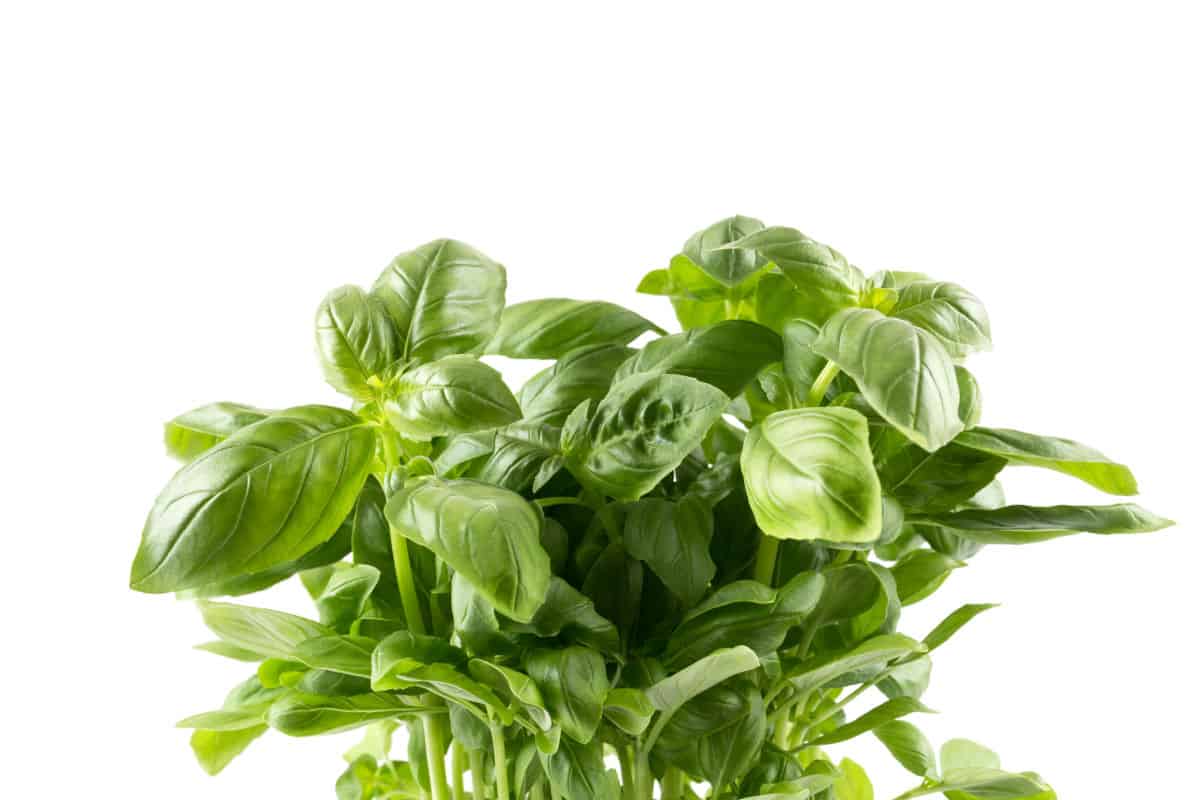 a bushy basil plant on a white background