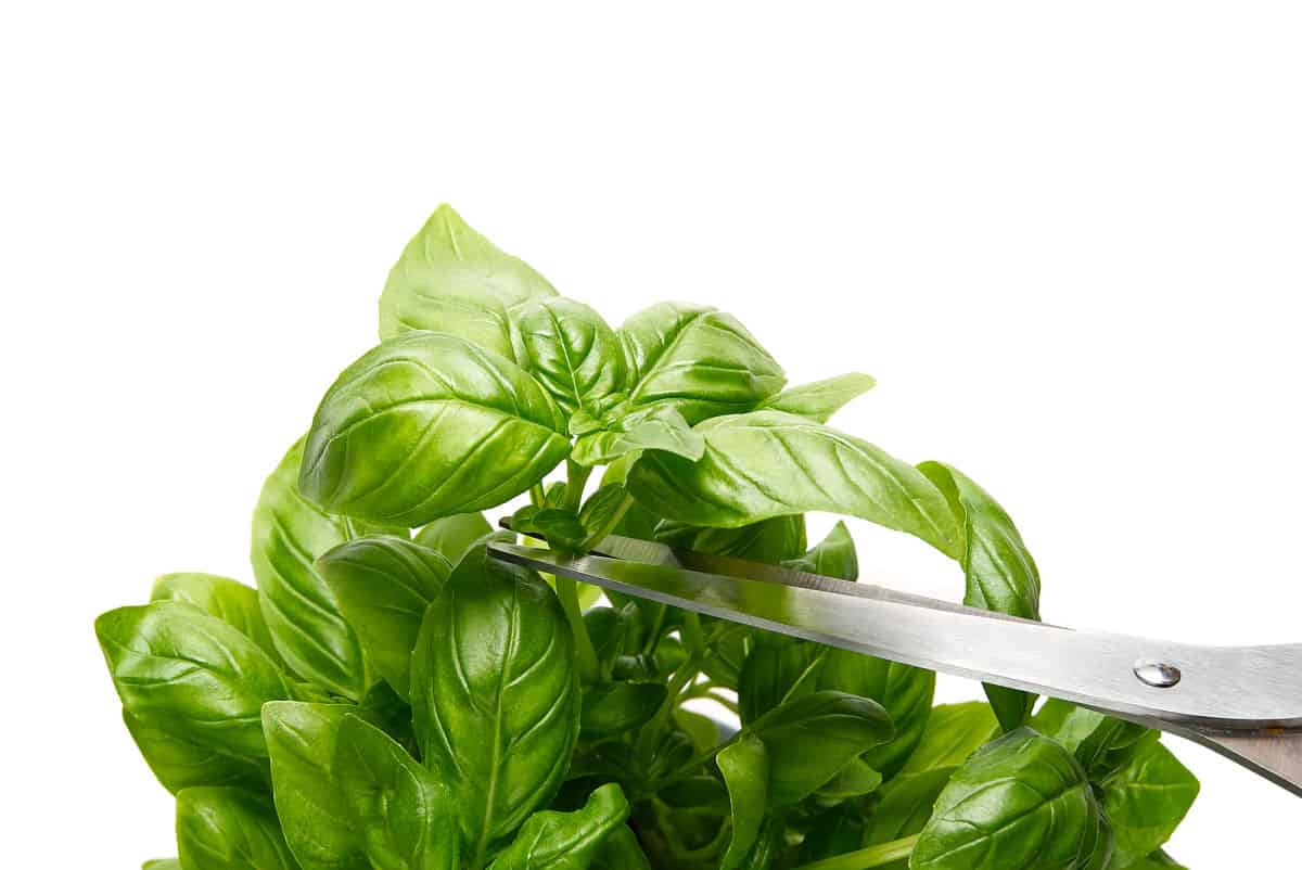 photo showing where to prune basil plants with scissors