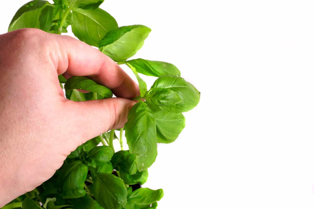 photo showing a womens hand pinching off and harvesting basil leaves