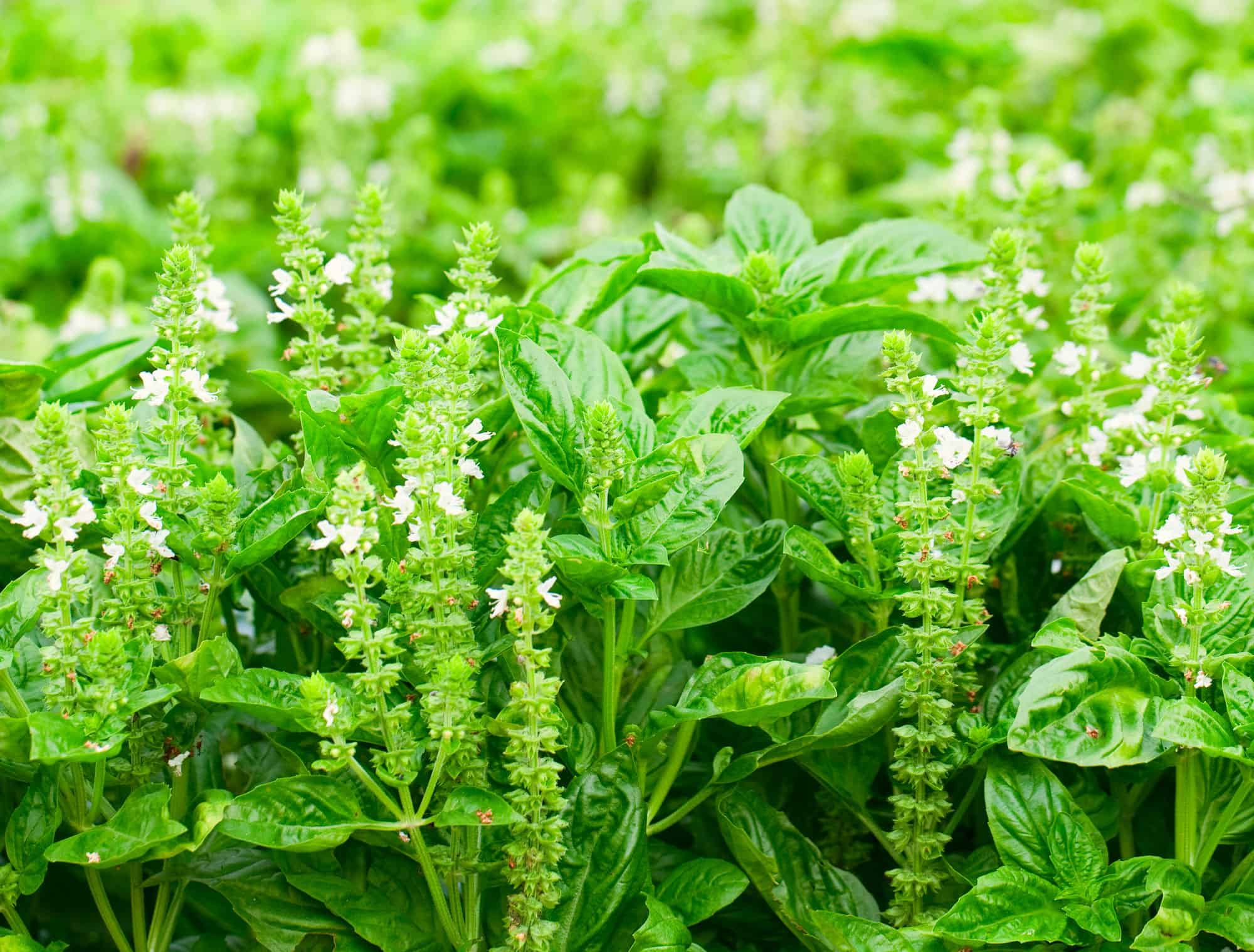 photo of basil plants that have flowered