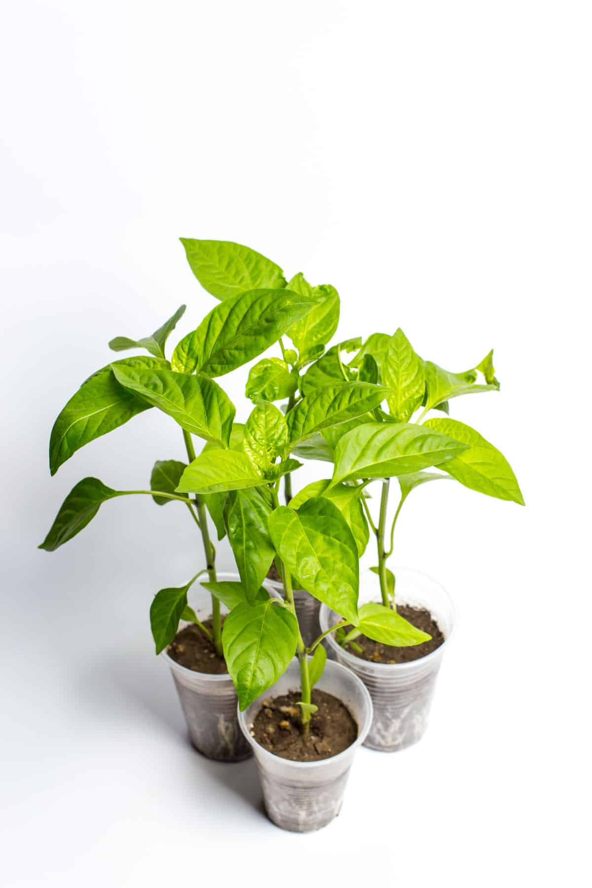 photo of 3 young basil seedlings in plastic cups