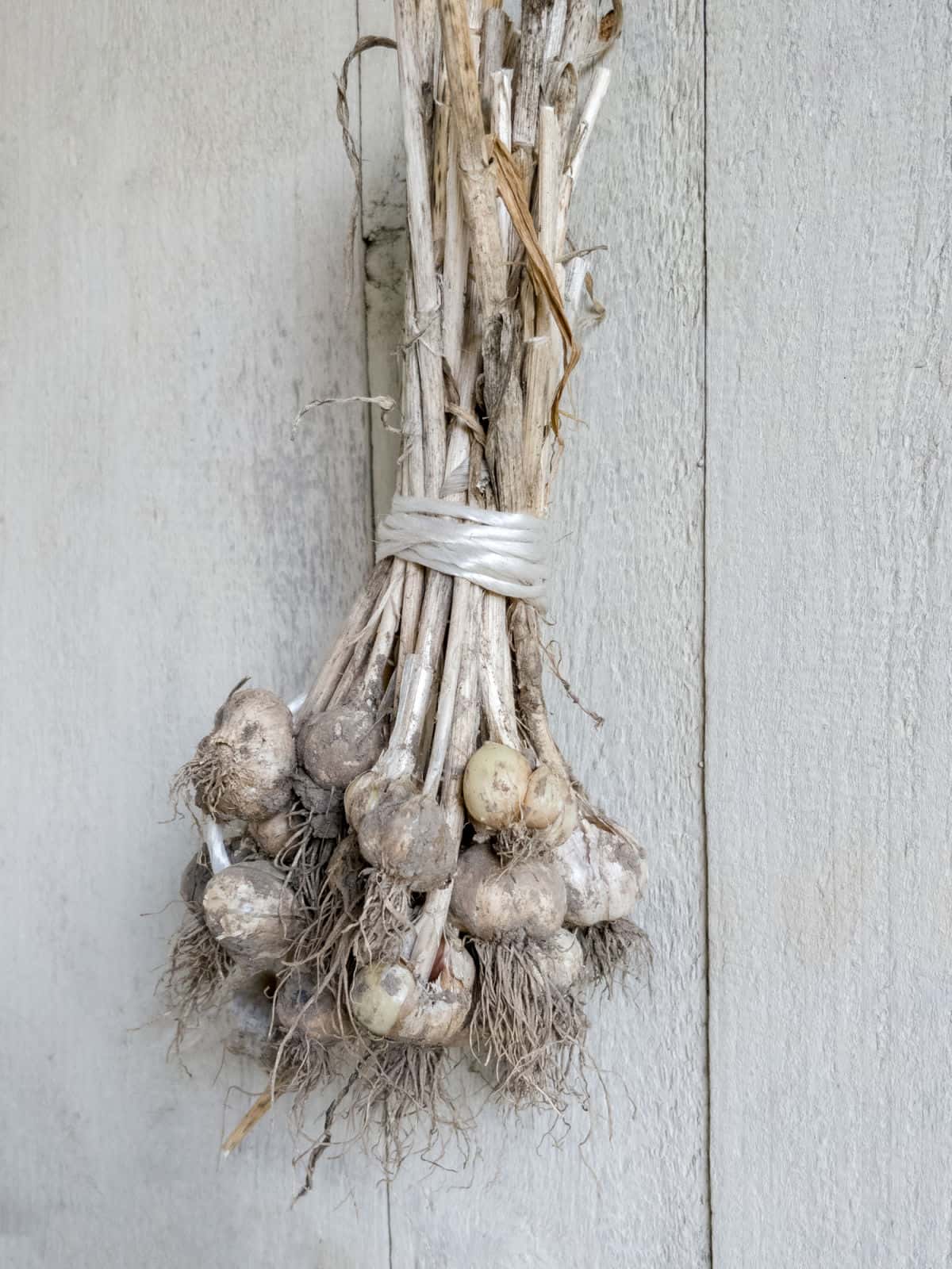 Drying Garlic Bulbs Hanging On The Wall