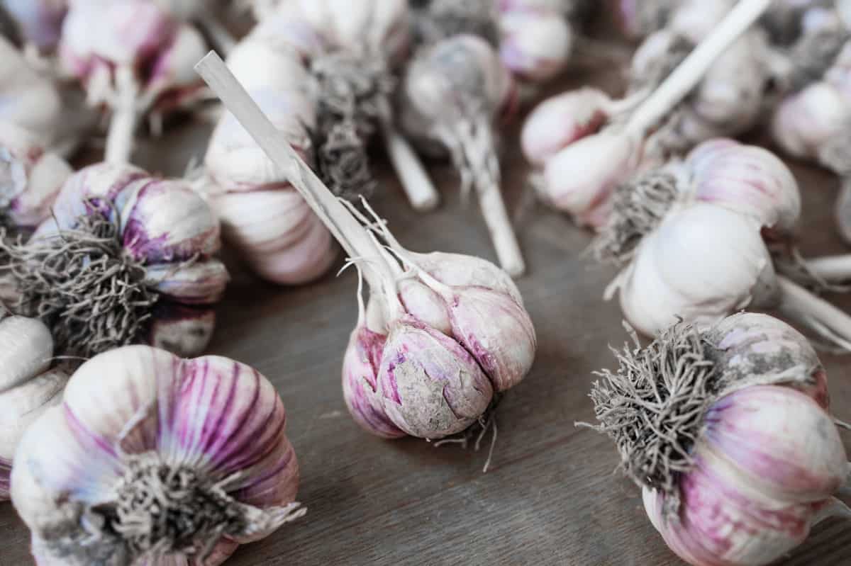 dirty purple garlic close up drying