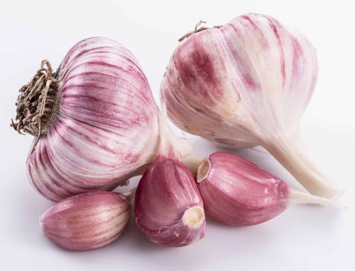 Garlic bulbs and garlic cloves isolated on white background.