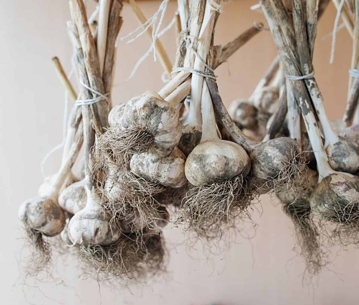 dirty garlic in bundles hangs and dries