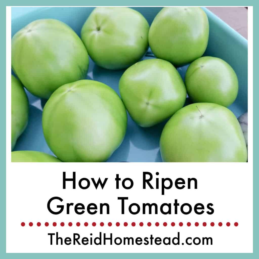 a dish of green tomatoes with text overlay How to Ripen Green Tomatoes
