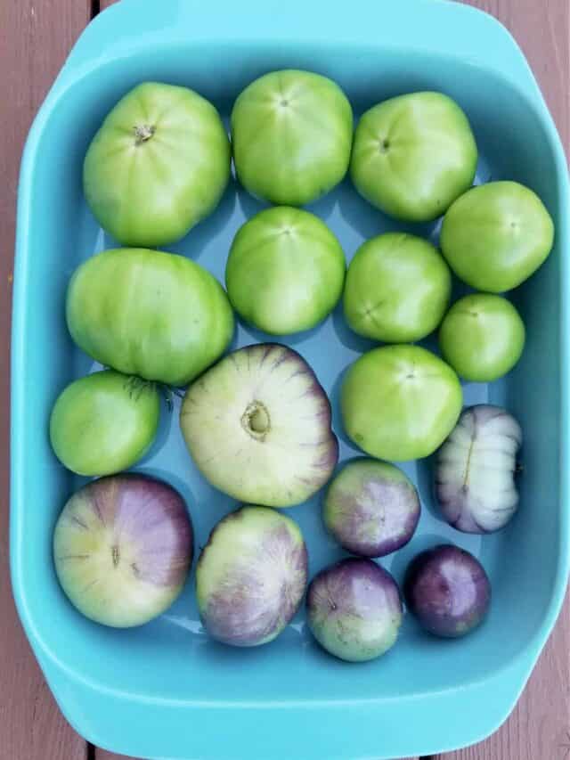 How to Ripen Green Tomatoes - The Reid Homestead