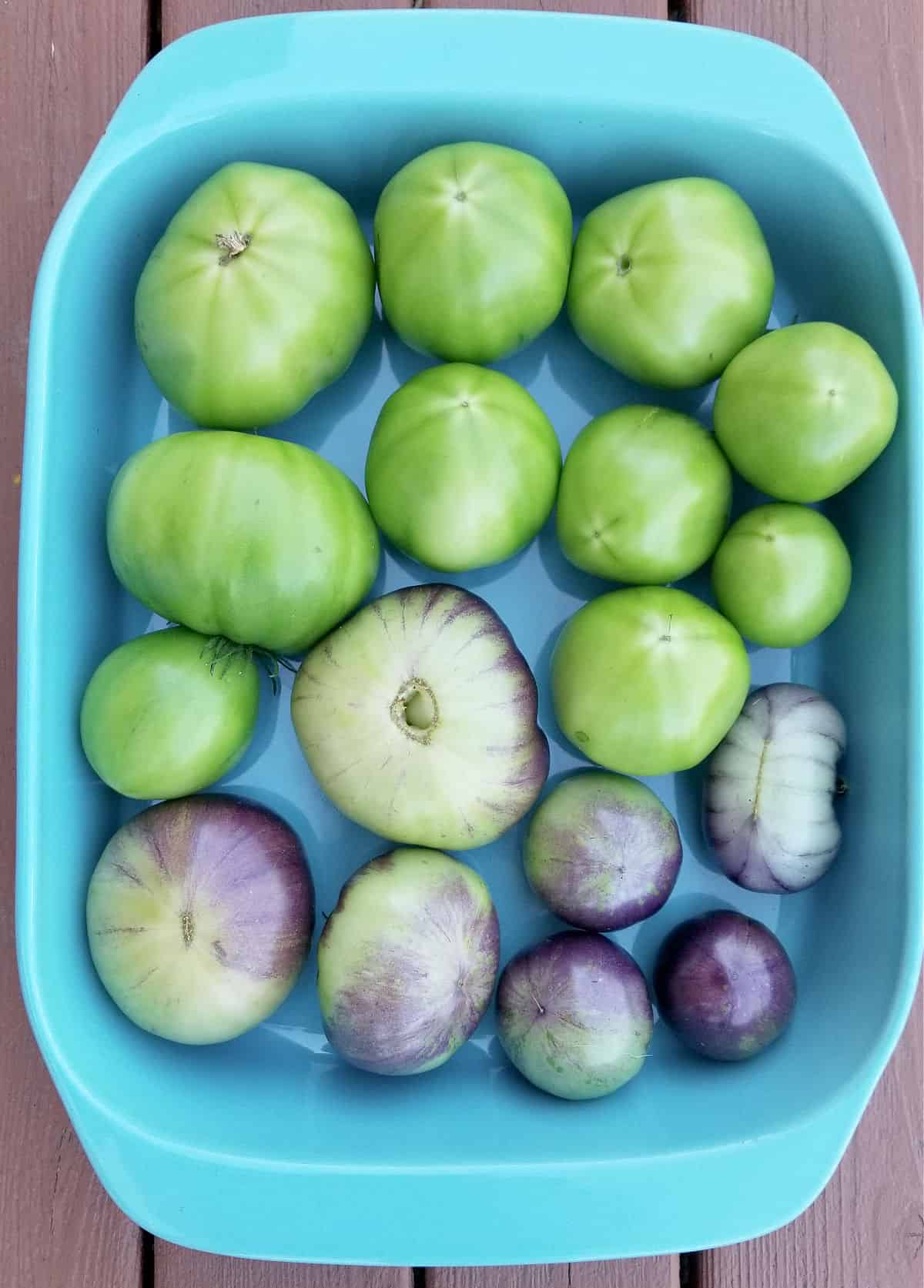 baking dish full of green tomatoes