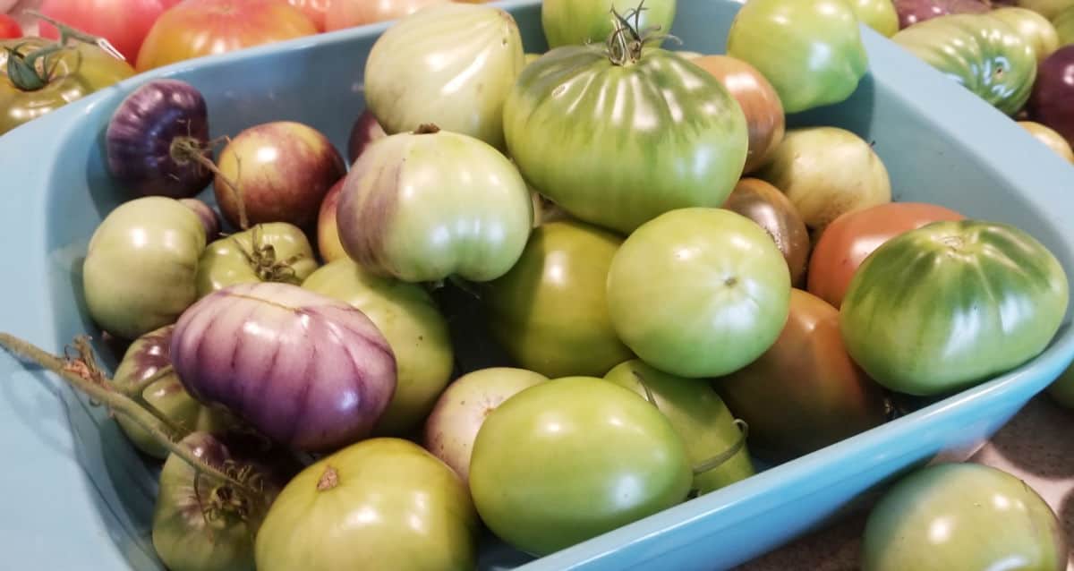a turquoise baking dish full of green tomatoes