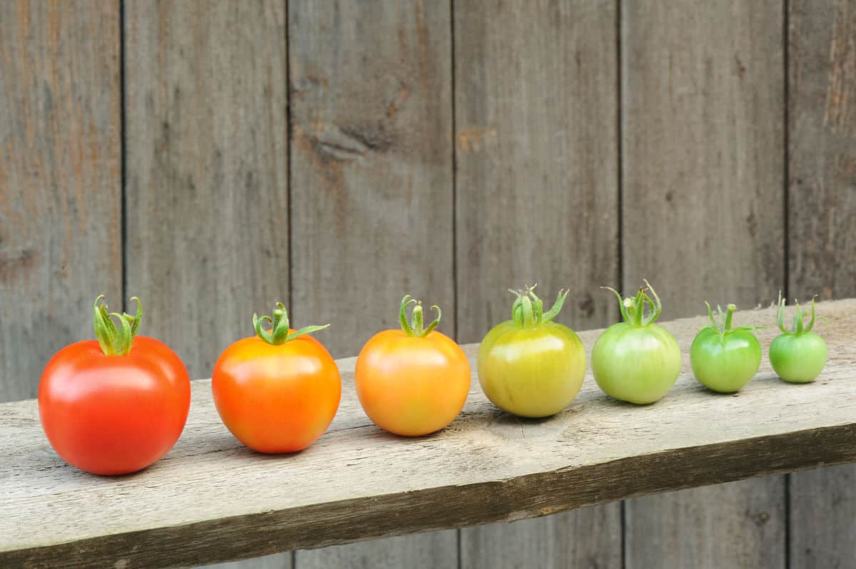 a line of tomatoes on a board starting with a green tomato, showing different stages of ripeness up to a red tomato