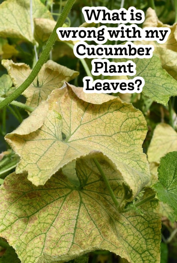 close up of yellowing cucumber plant leaves with text overlay Why are my cucumber leaves turning yellow?