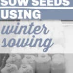 snow covered winter sown milk jugs with text overlay How to sow seeds using winter sowing