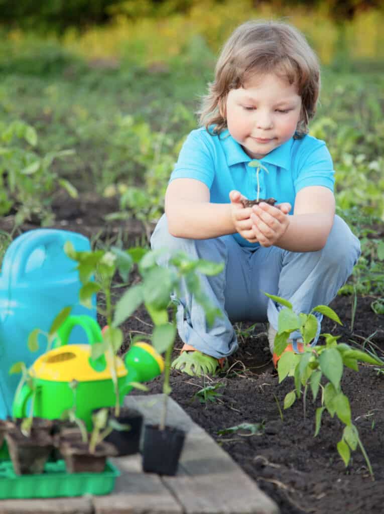 a boy carefully helping to plant peppers in the vegetable garden