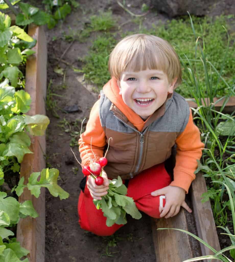 boy harvesting radish in garden