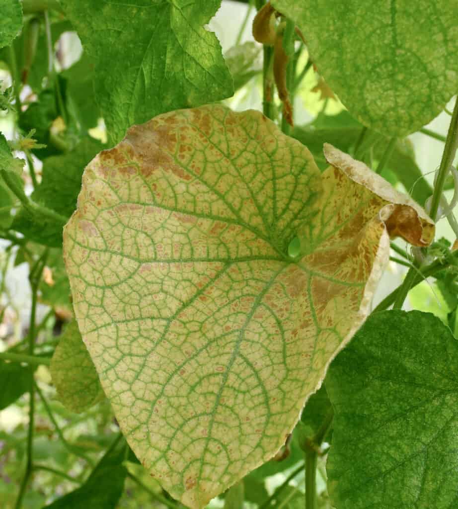 a yellowish cucumber plant leaf with green veins