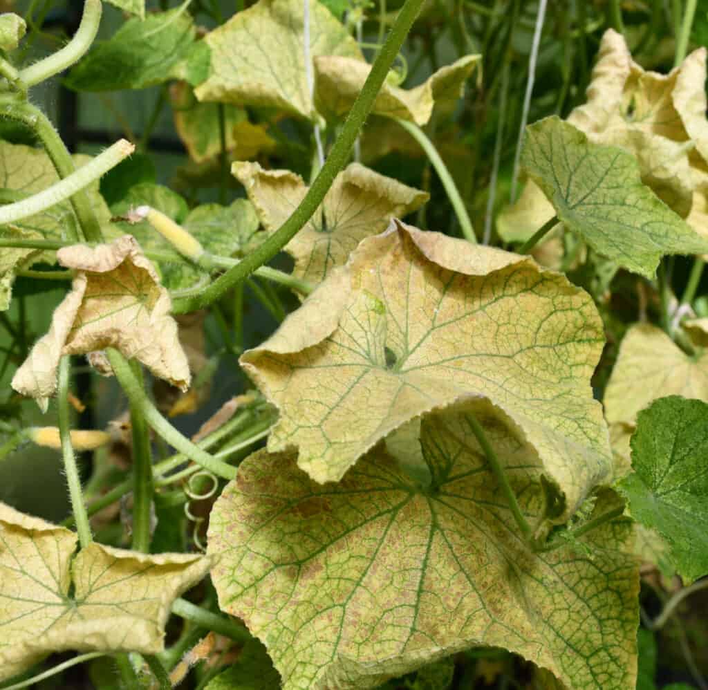 yellowing cucumber plant leaves