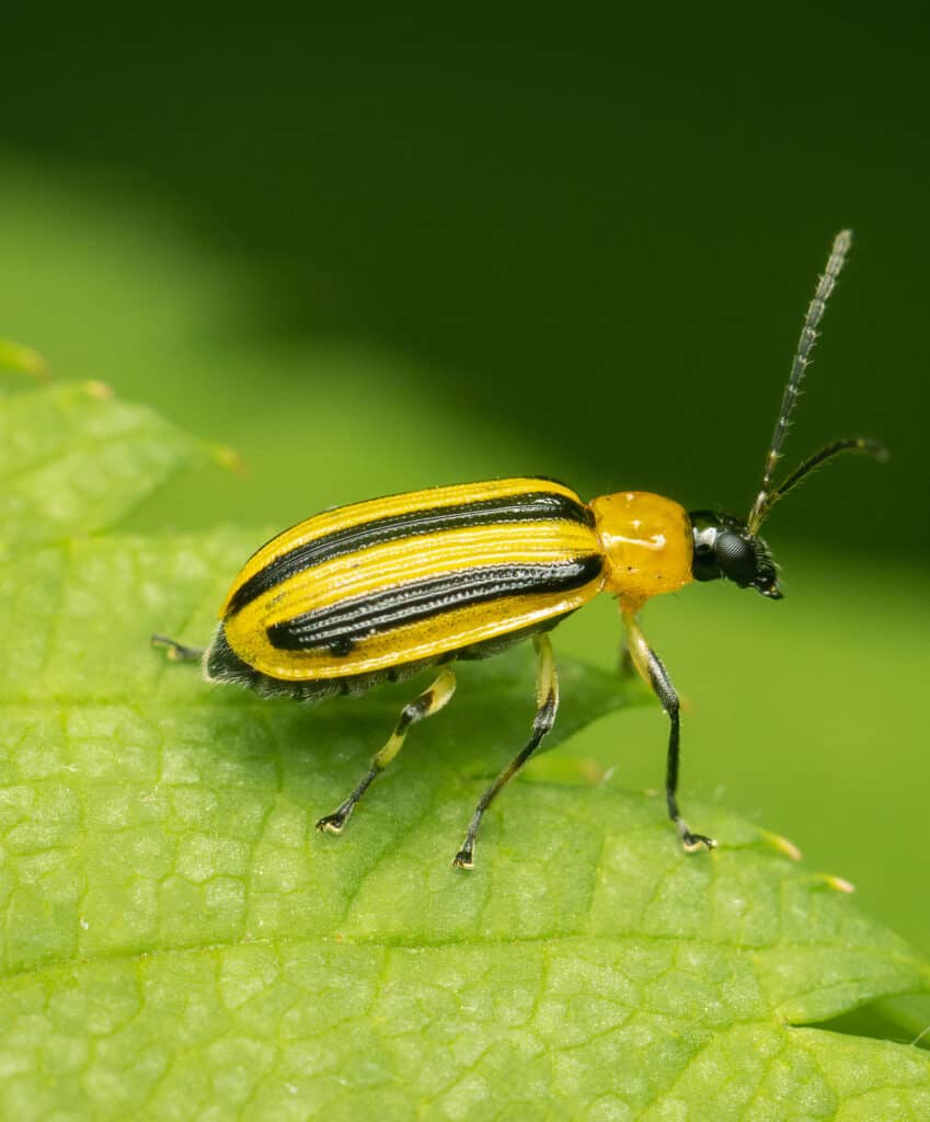 close up photo of the striped cucumber beetle