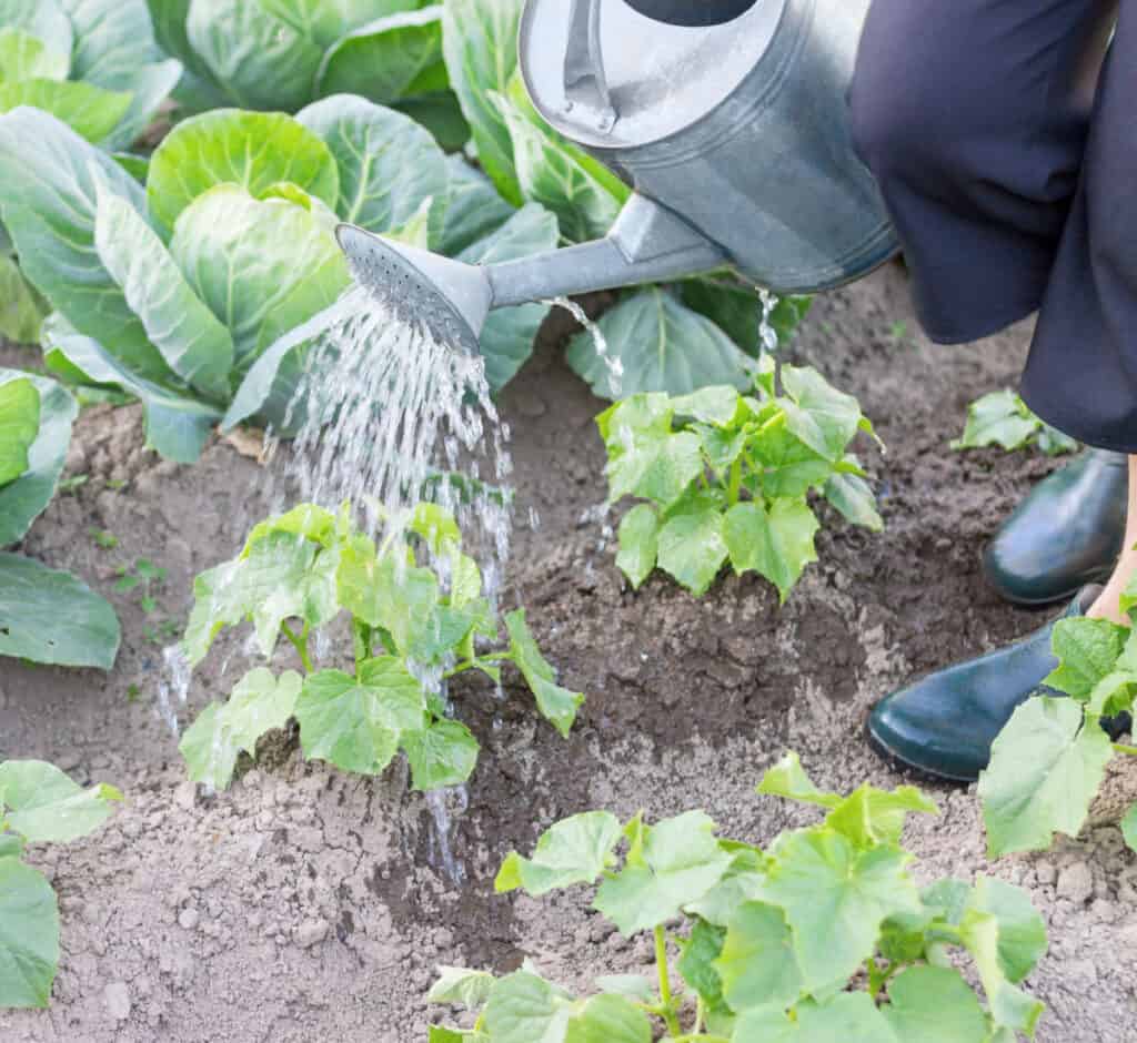 cucumber plants in the garden being watered by hand with a watering can