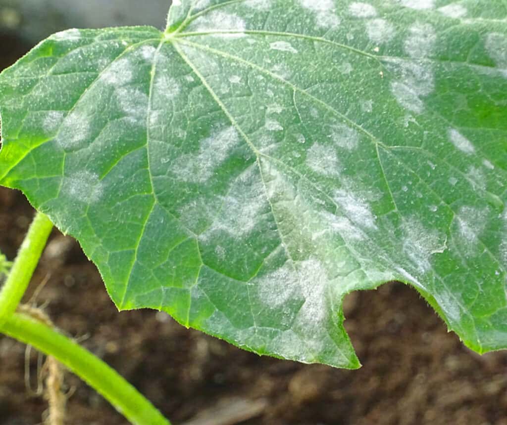 a cucumber plant leaf with mildew