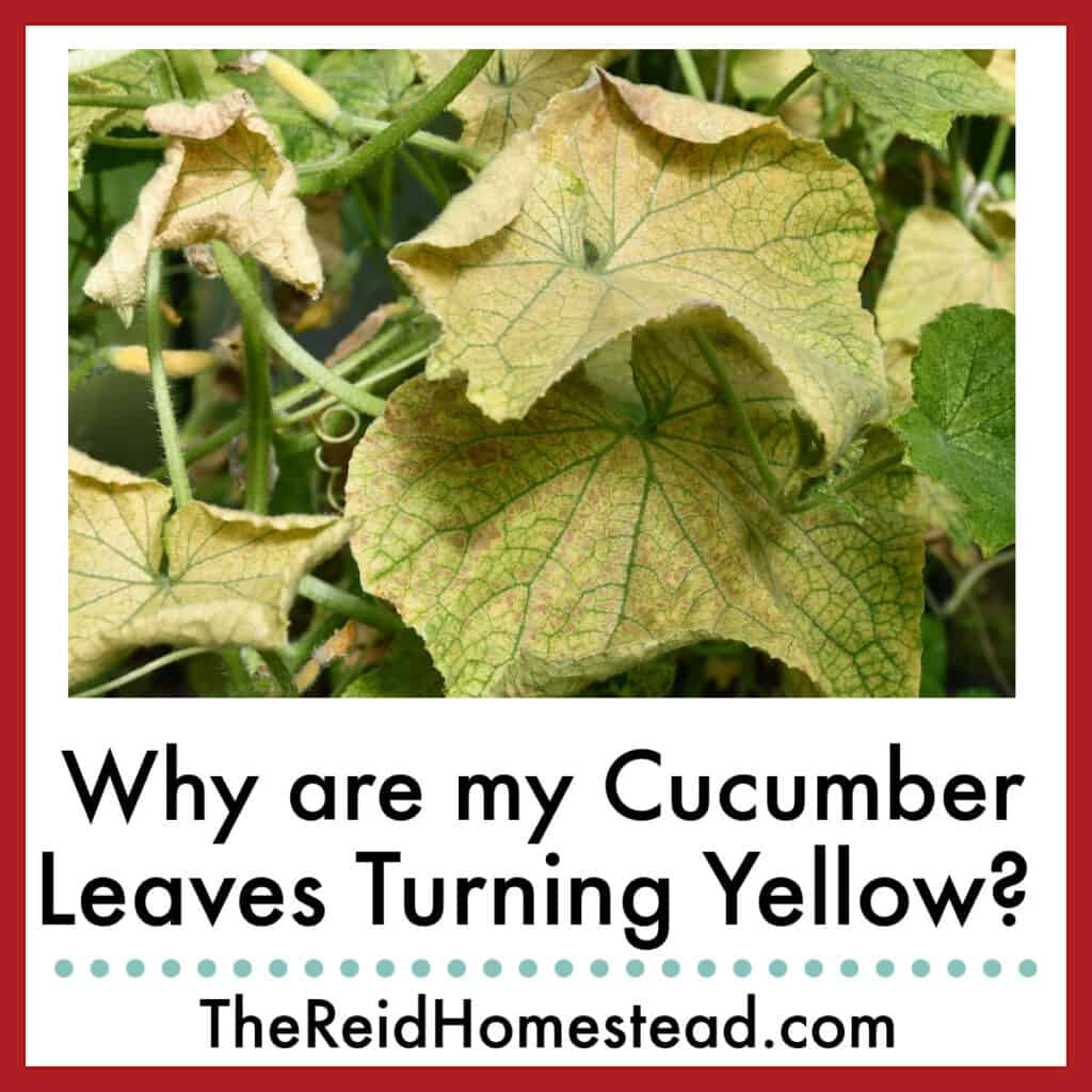 yellowing cucumber plant leaves with text overlay Why are my Cucumber Leaves Turning yellow?