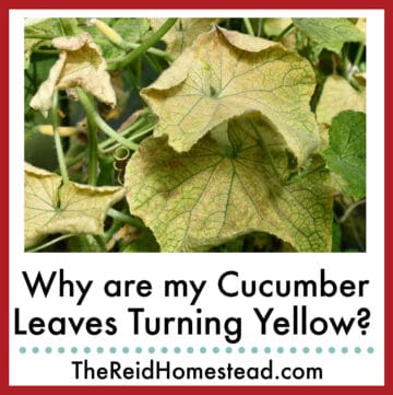 yellowing cucumber plant leaves with text overlay Why are my Cucumber Leaves Turning yellow?
