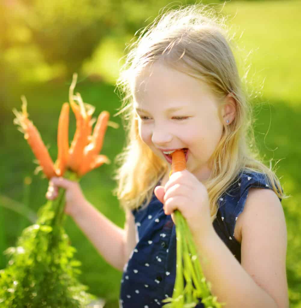girl tasting carrots freshly harvested from the vegetable garden